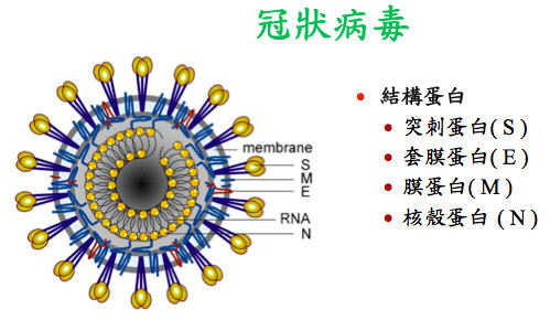 冠状病毒2.jpg